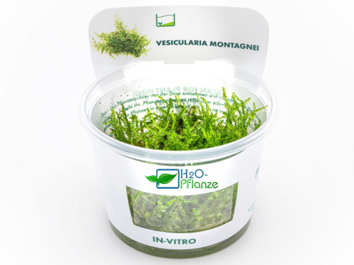 Weihnachtsbaum-Moos - Vesicularia montagnei in vitro